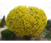 Forsithia Intermedia